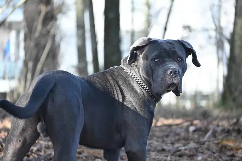 Key Traits of the Cane Corso