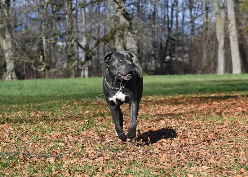 Getting to Know the Cane Corso