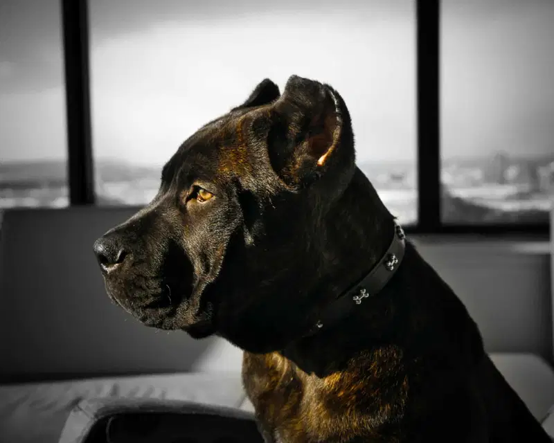 A Comprehensive Overview of the Cane Corso Breed