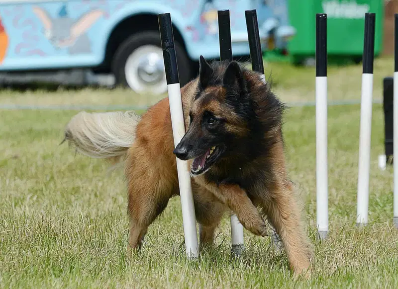 Key Traits of Belgian Tervuren Dogs