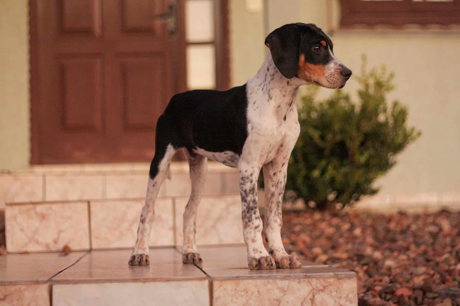 Unique Traits and Features of the American Foxhound