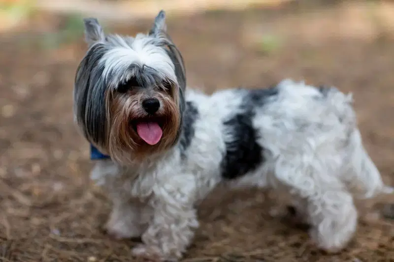 Distinctive Features of Biewer Terriers