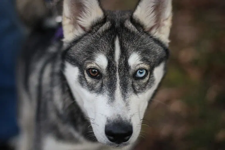 Getting to Know the Alaskan Husky