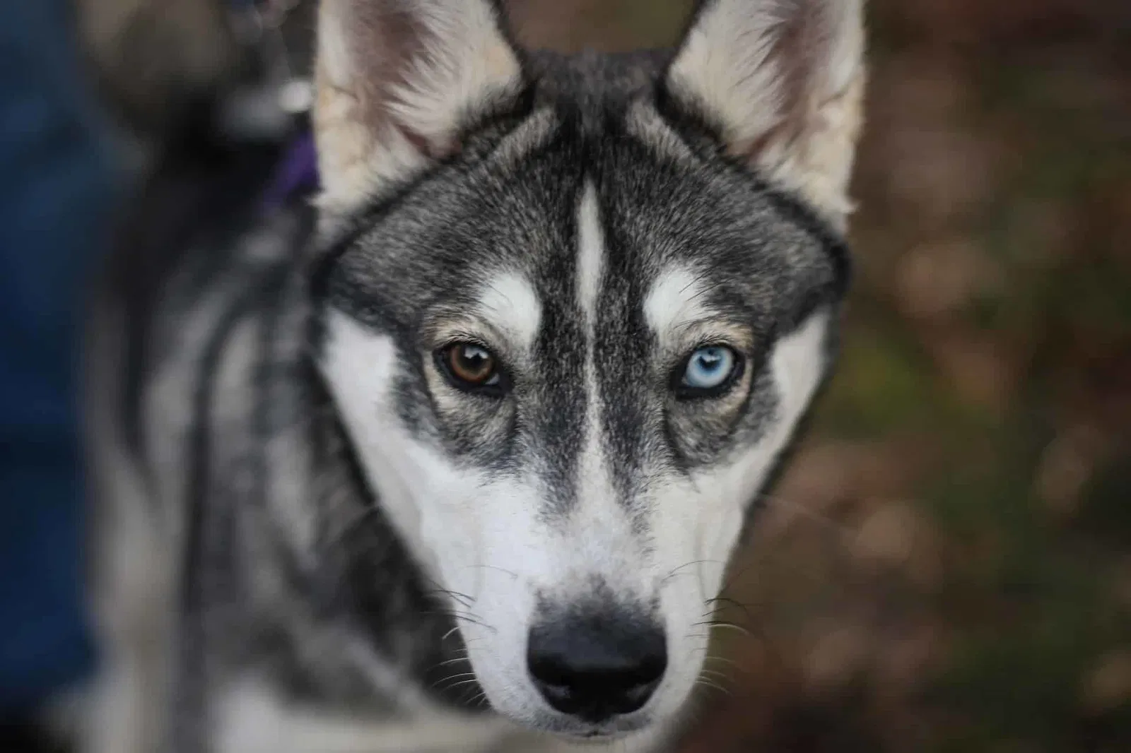 Getting to Know the Alaskan Husky