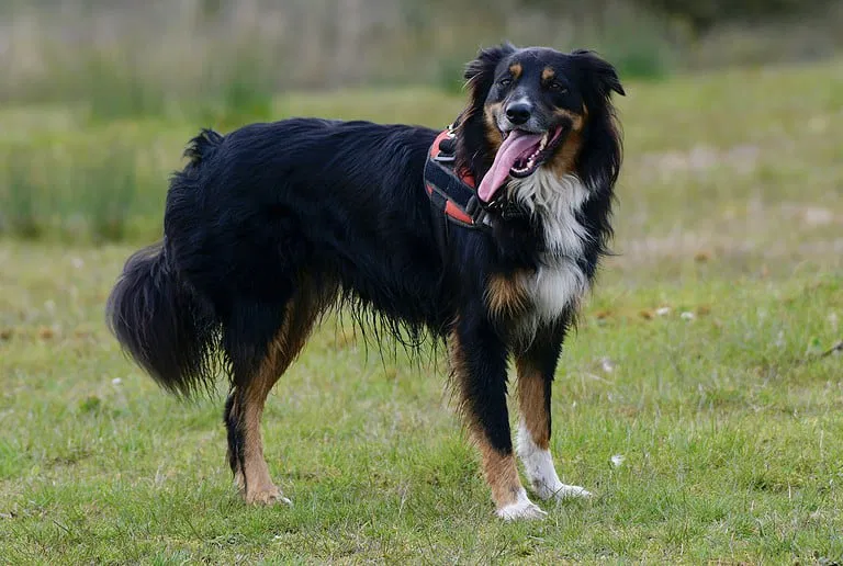 An Introduction to English Shepherds