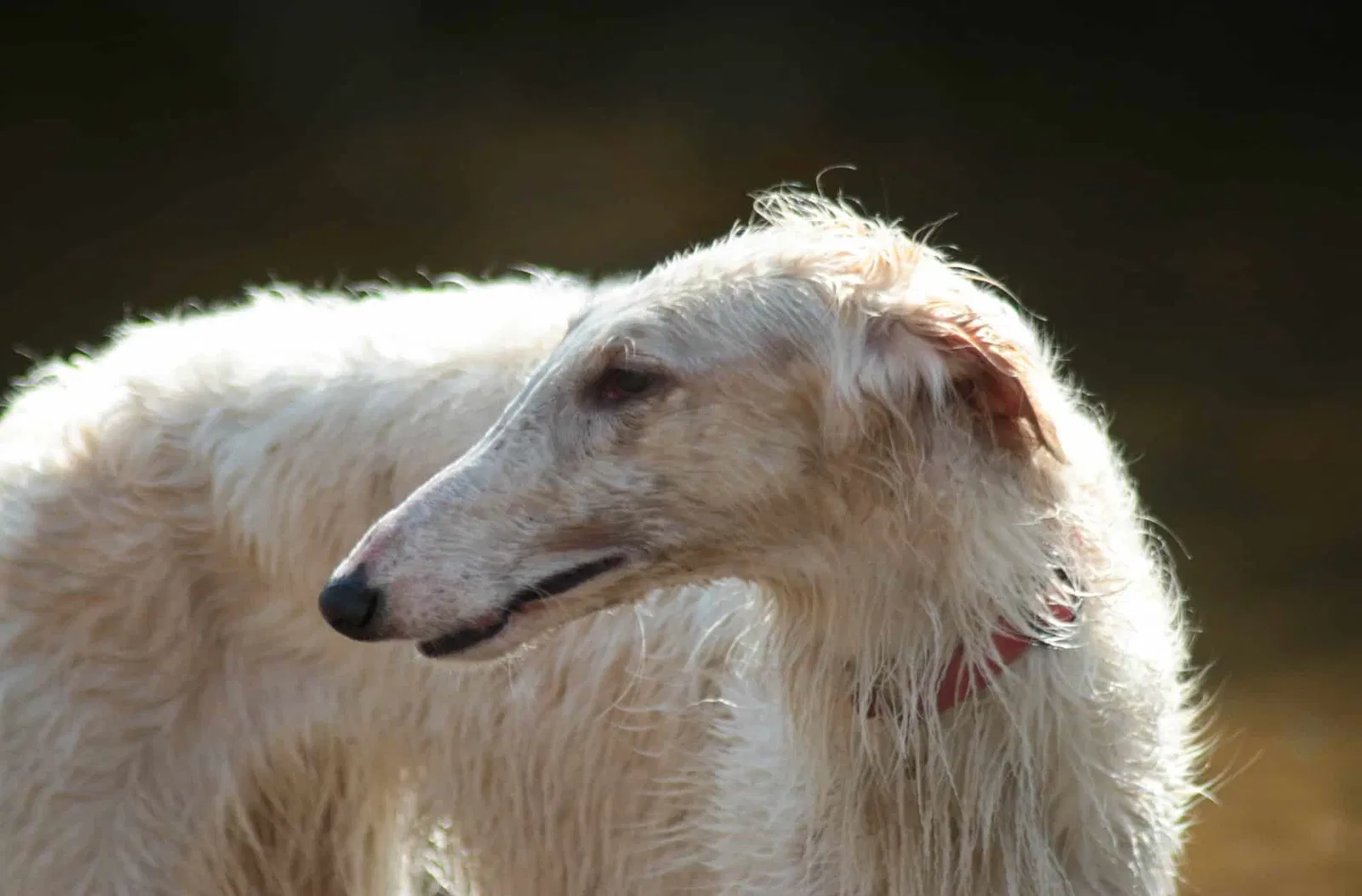 Key Features of the Borzoi