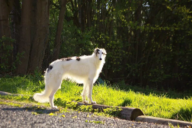 Getting Acquainted with the Borzoi
