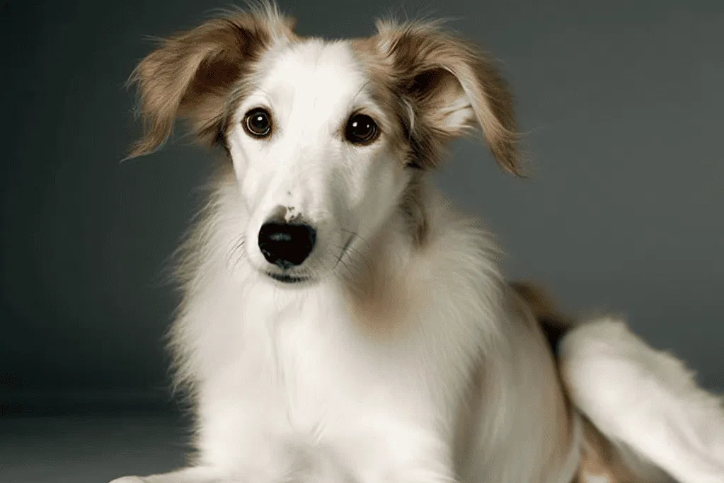 Borzoi Puppies Choosing the Right One for You