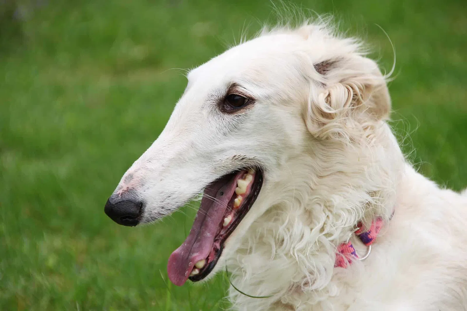 An Overview of the Borzoi Breed