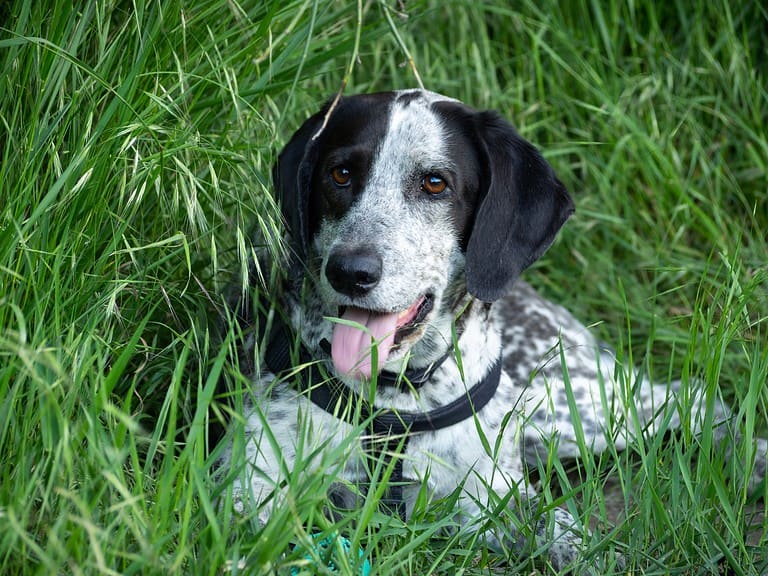 Getting to Know the English Pointer
