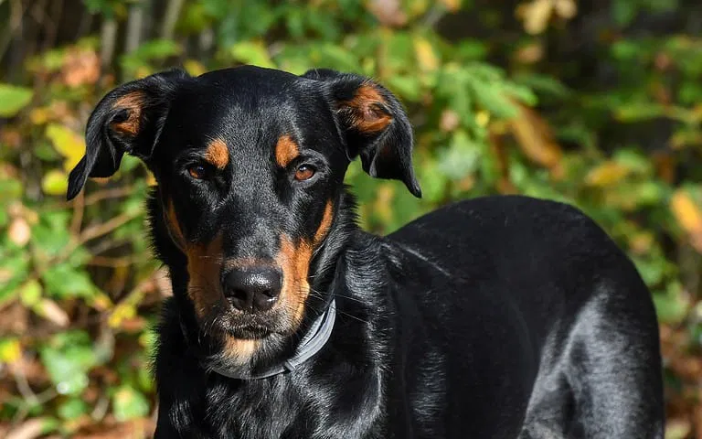 An Introduction to the Beauceron Dog Breed