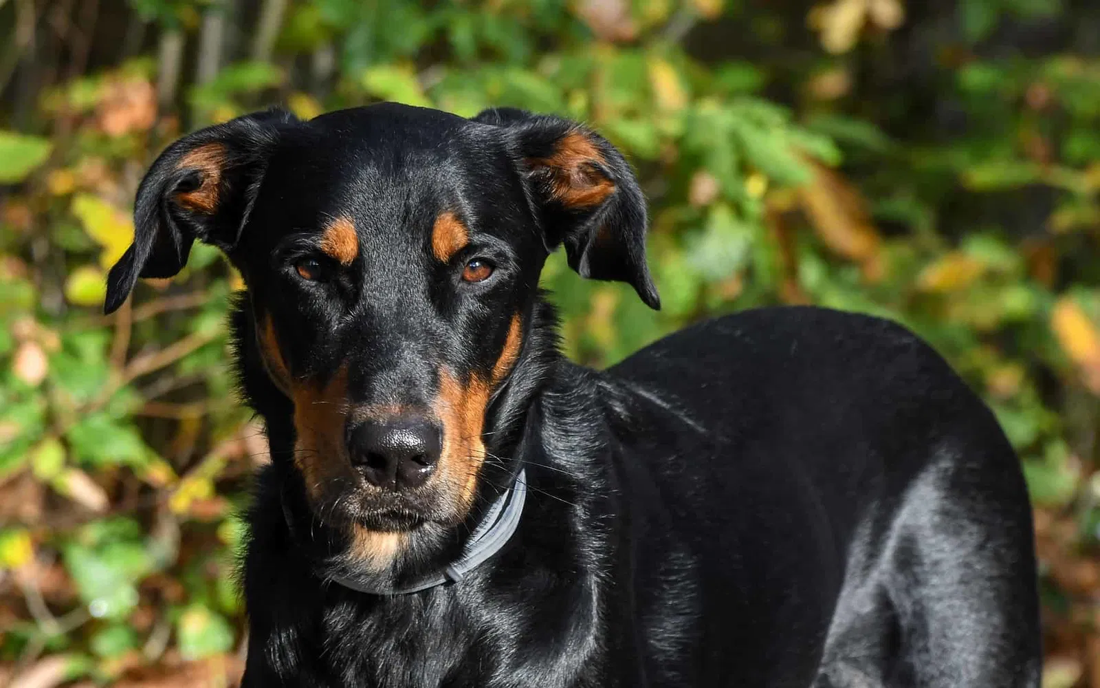 An Introduction to the Beauceron Dog Breed