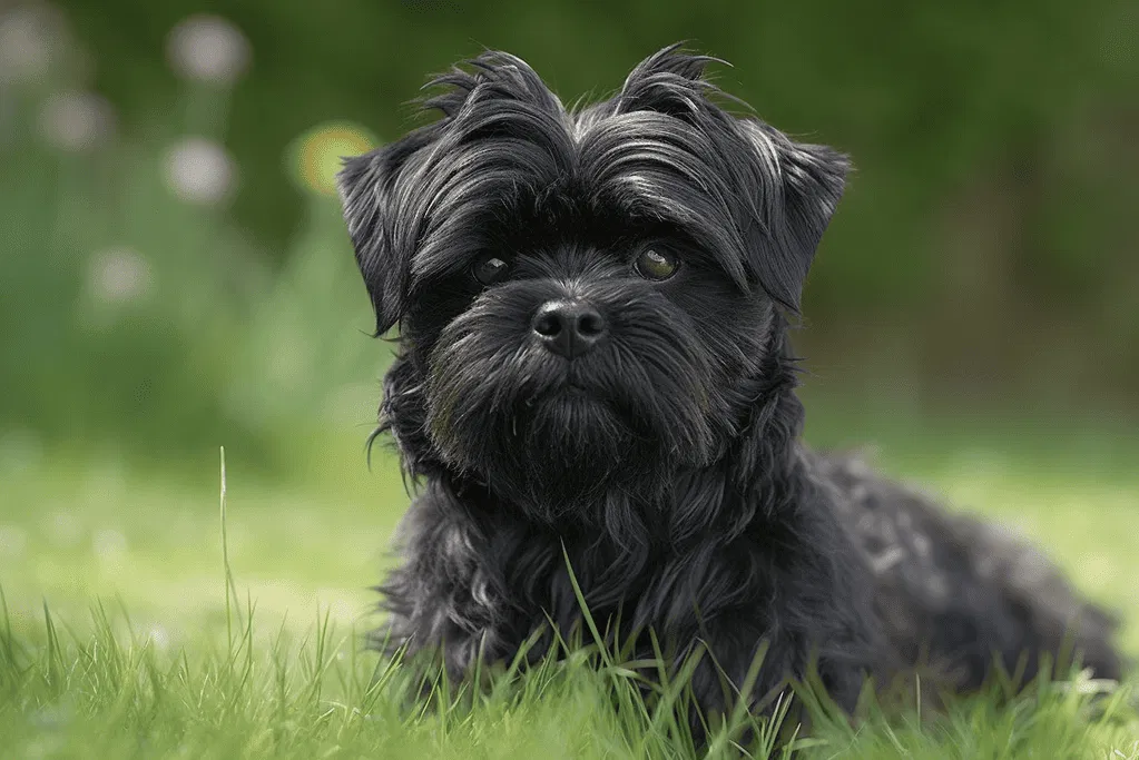 The Affenpinscher's Temperament and Intellectual Abilities