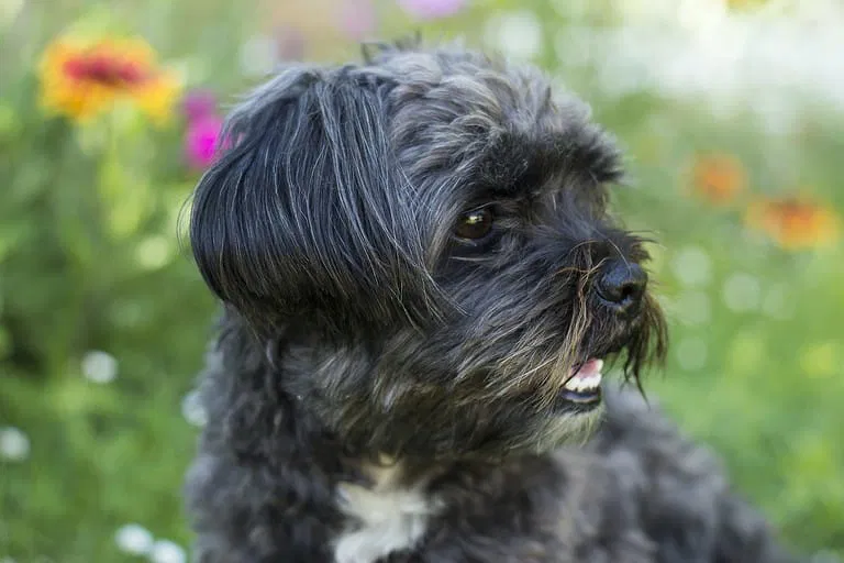 An Introduction to the Affenpinscher Breed