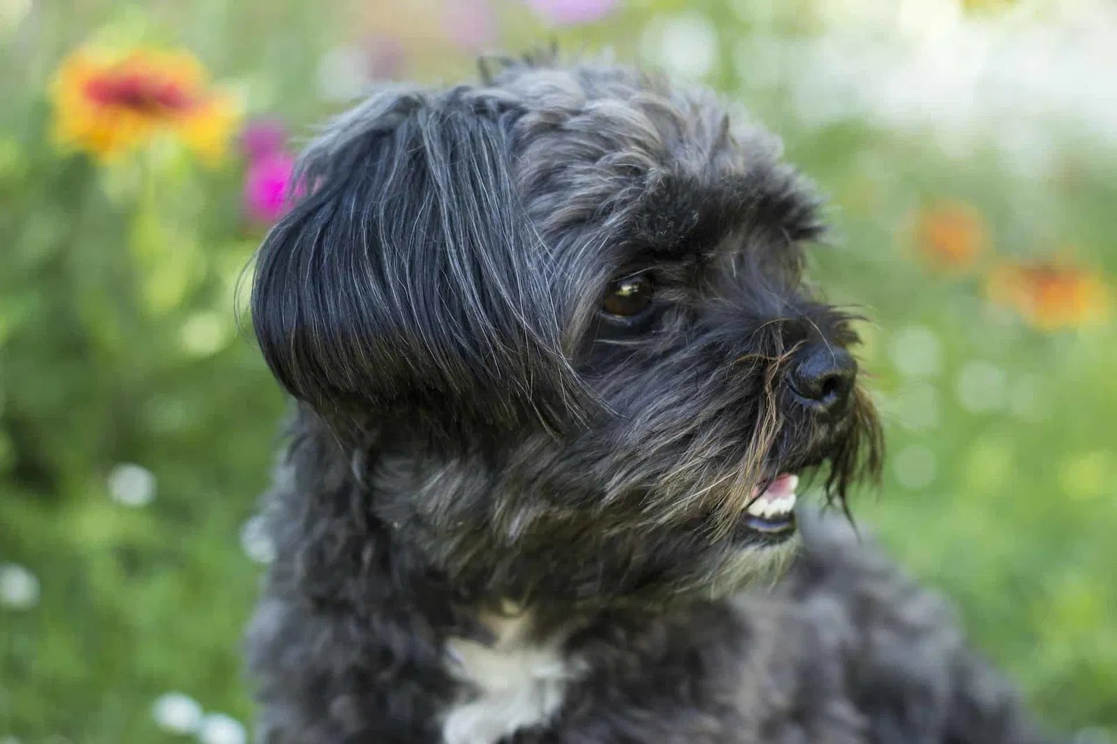 An Introduction to the Affenpinscher Breed