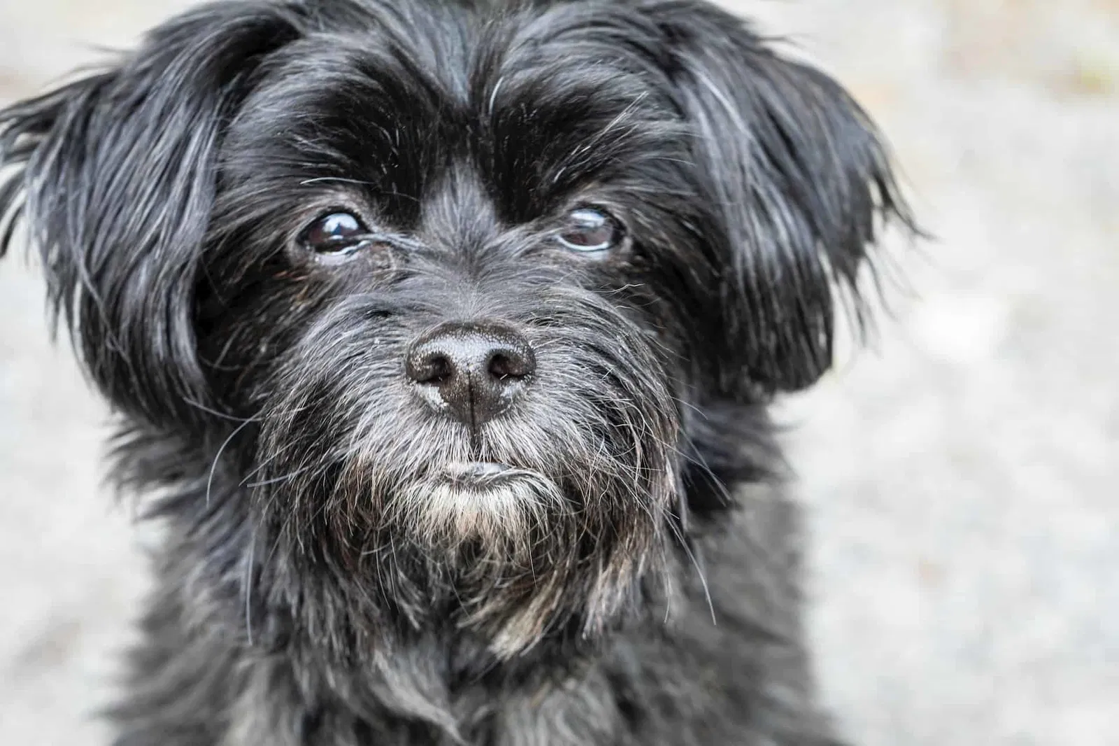 A Comprehensive Overview of the Affenpinscher