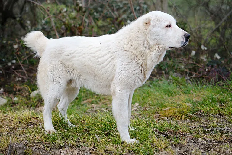 An Introduction to the Central Asian Shepherd Dog