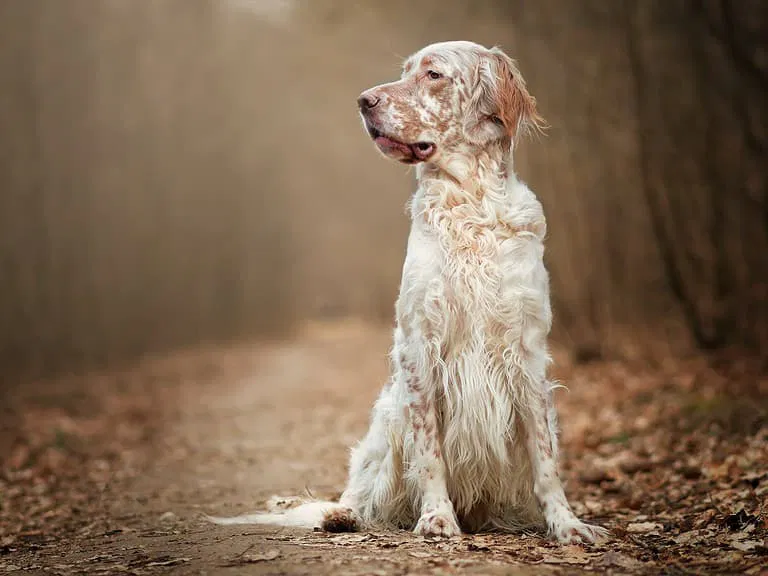 Getting to Know the English Setter