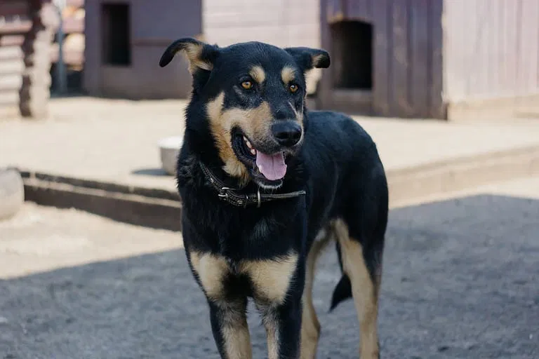 Getting to Know the Australian Kelpie