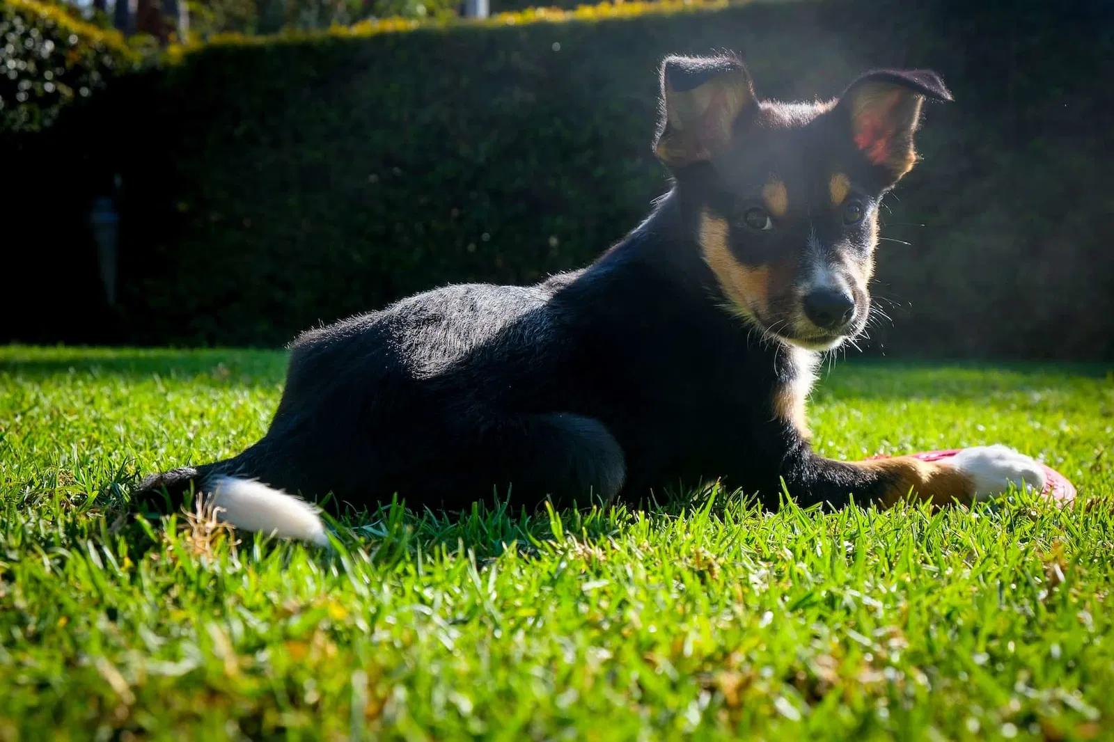 A Comprehensive Overview of the Australian Kelpie Breed