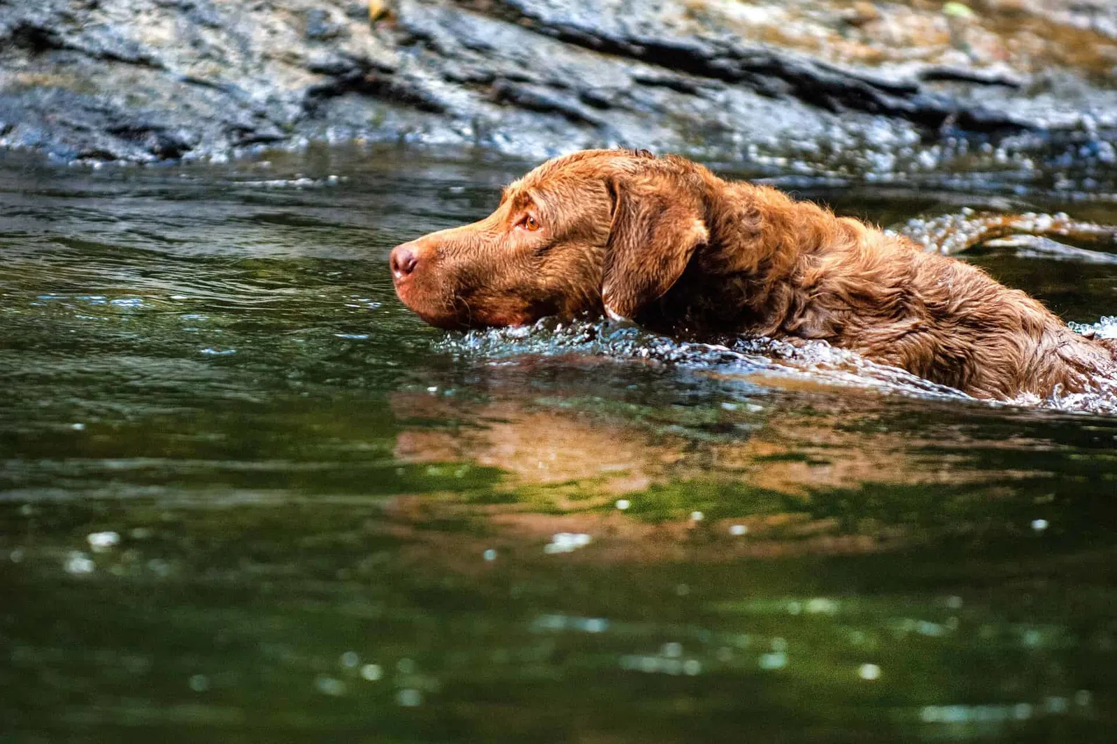 Key Traits of Chesapeake Bay Retrievers