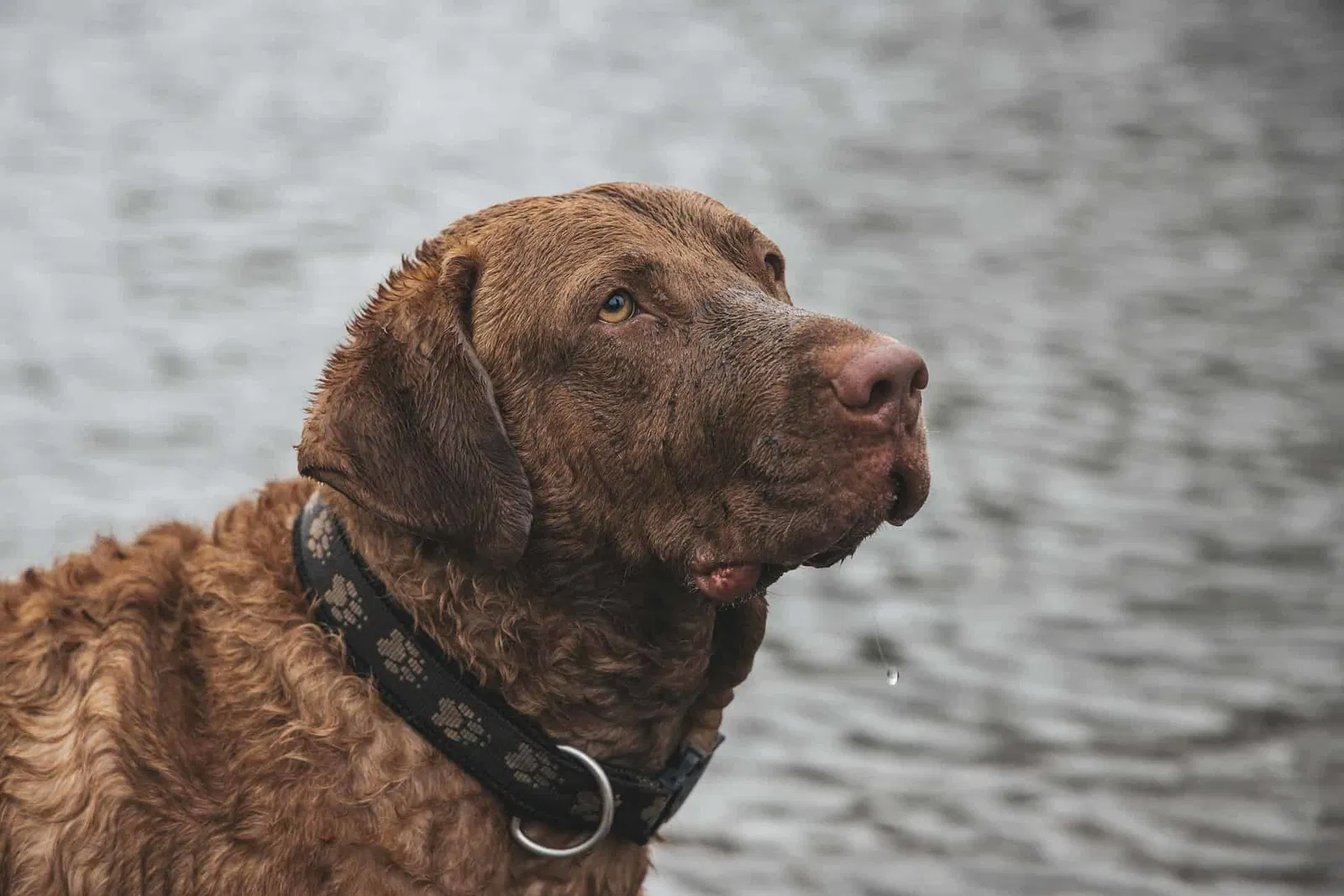 A Comprehensive Look at the Chesapeake Bay Retriever Breed
