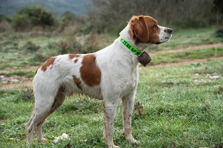 Introducing the Brittany Breed