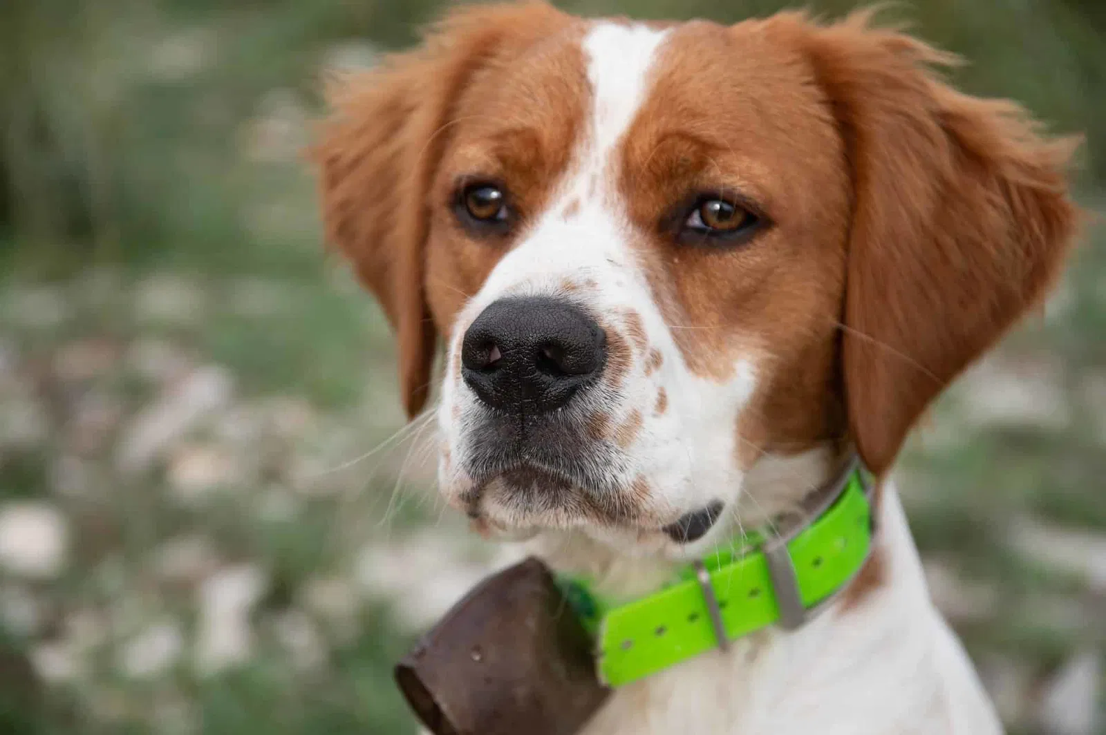 An Overview of the Brittany Dog Breed