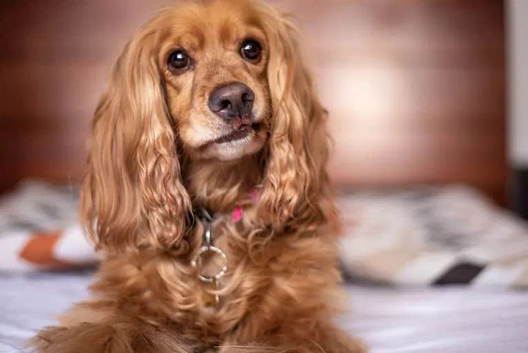 Welcome to the World of English Cocker Spaniels!