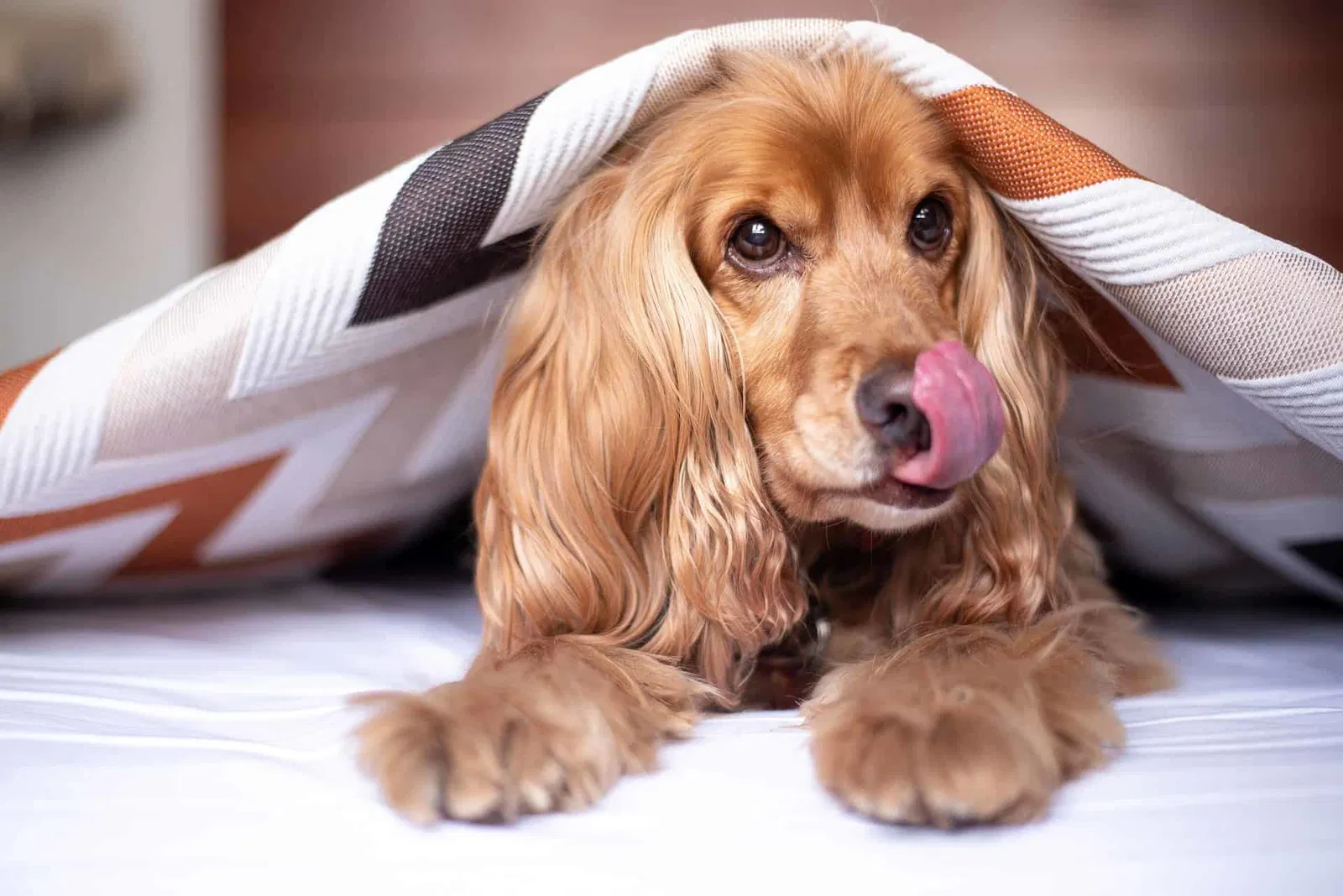 Key Attributes of English Cocker Spaniels