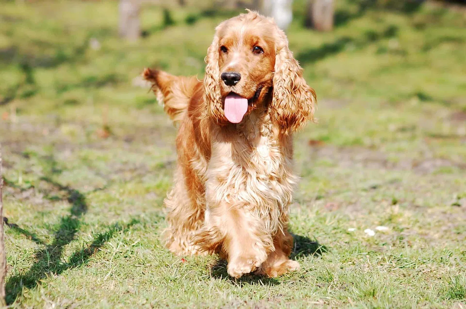 A Comprehensive Summary of the English Cocker Spaniel Breed