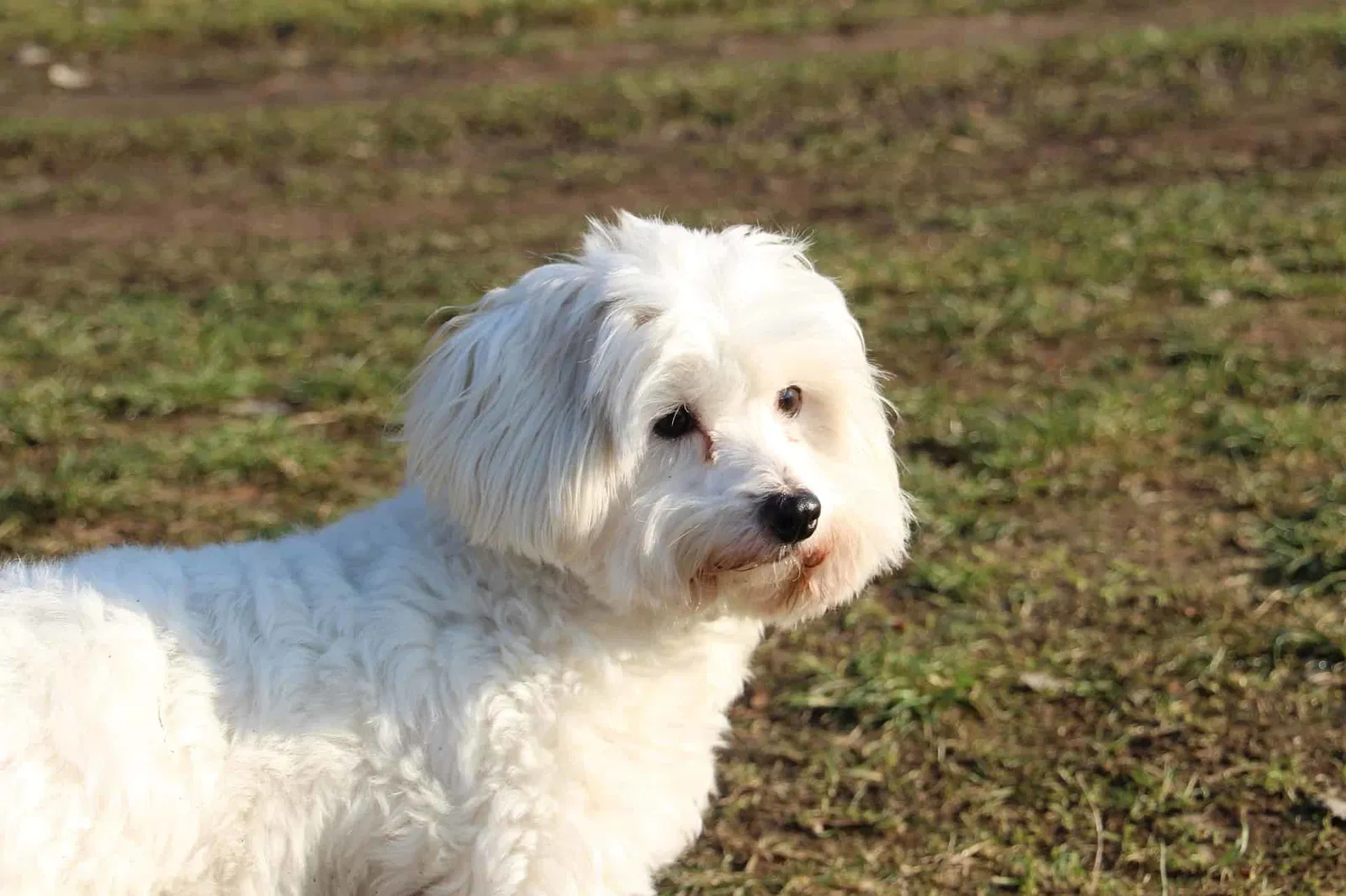 Key Traits of the Coton de Tulear