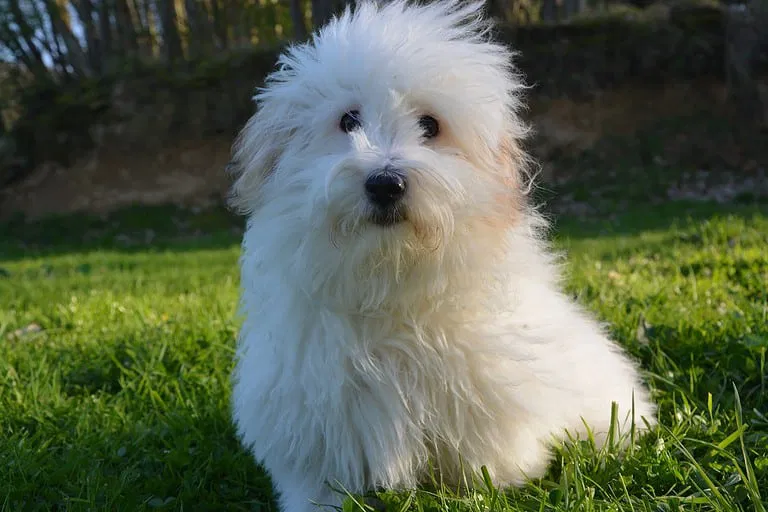 Getting to Know the Coton de Tulear