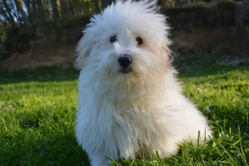 Getting to Know the Coton de Tulear