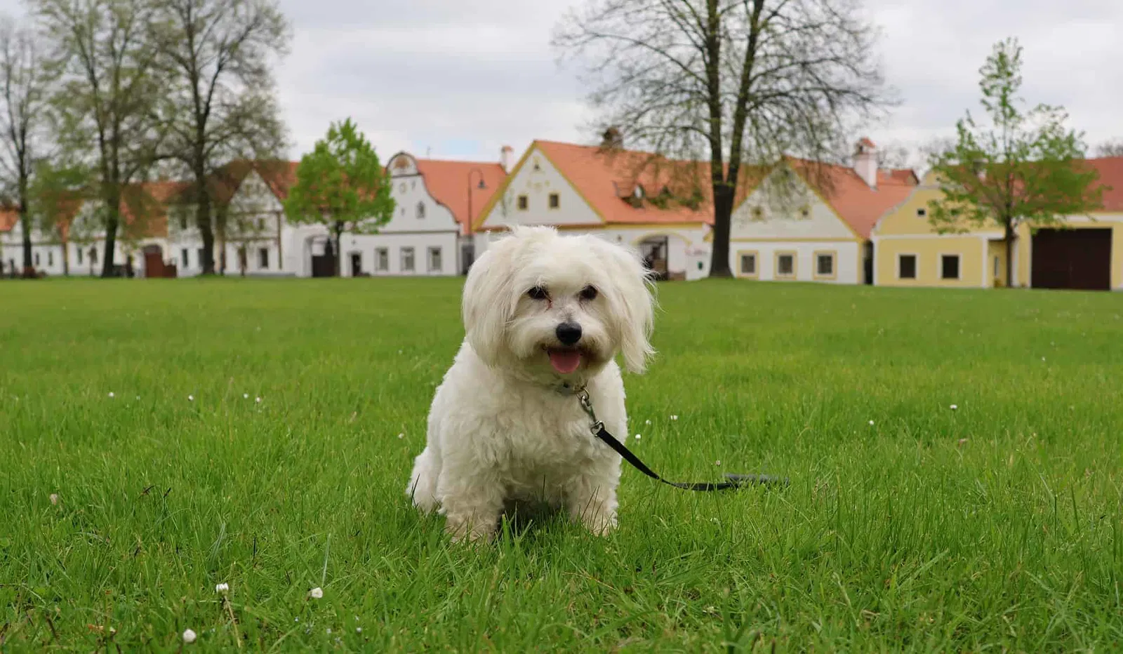An Overview of the Coton de Tulear Breed
