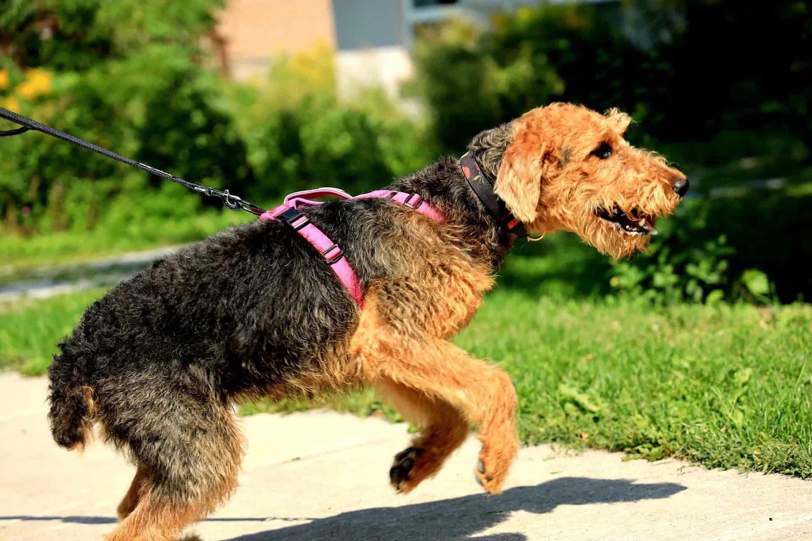 Key Traits of the Airedale Terrier
