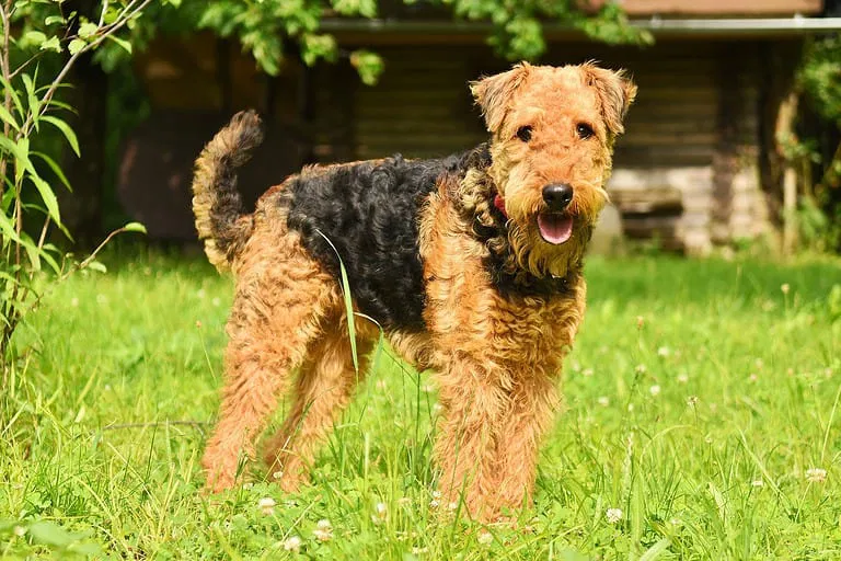 Getting to Know the Airedale Terrier