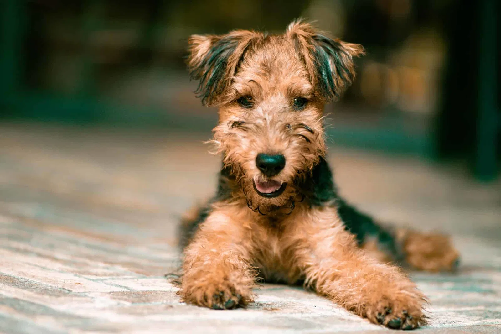 A Comprehensive Overview of the Airedale Terrier Breed