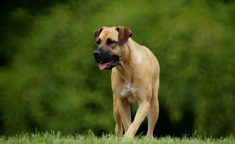 A Comprehensive Guide to the Boerboel Breed