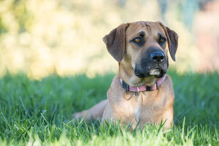 An Introduction to Boerboels