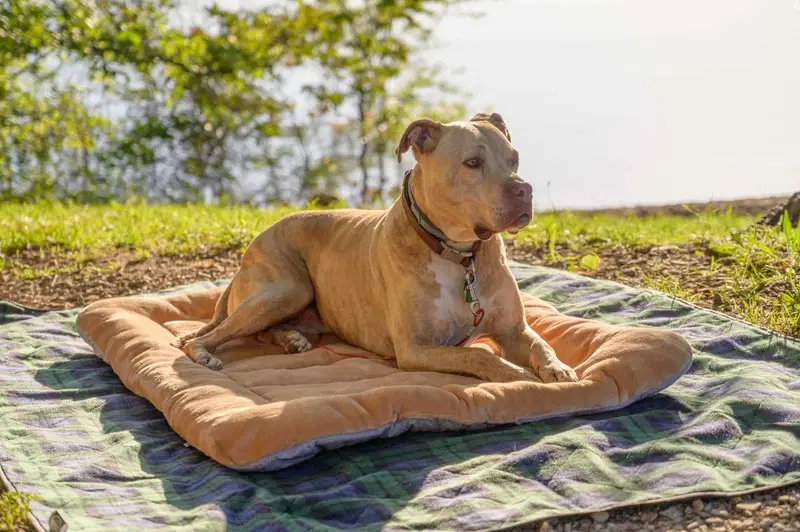 A Comprehensive Guide to the American Pit Bull Terrier Breed