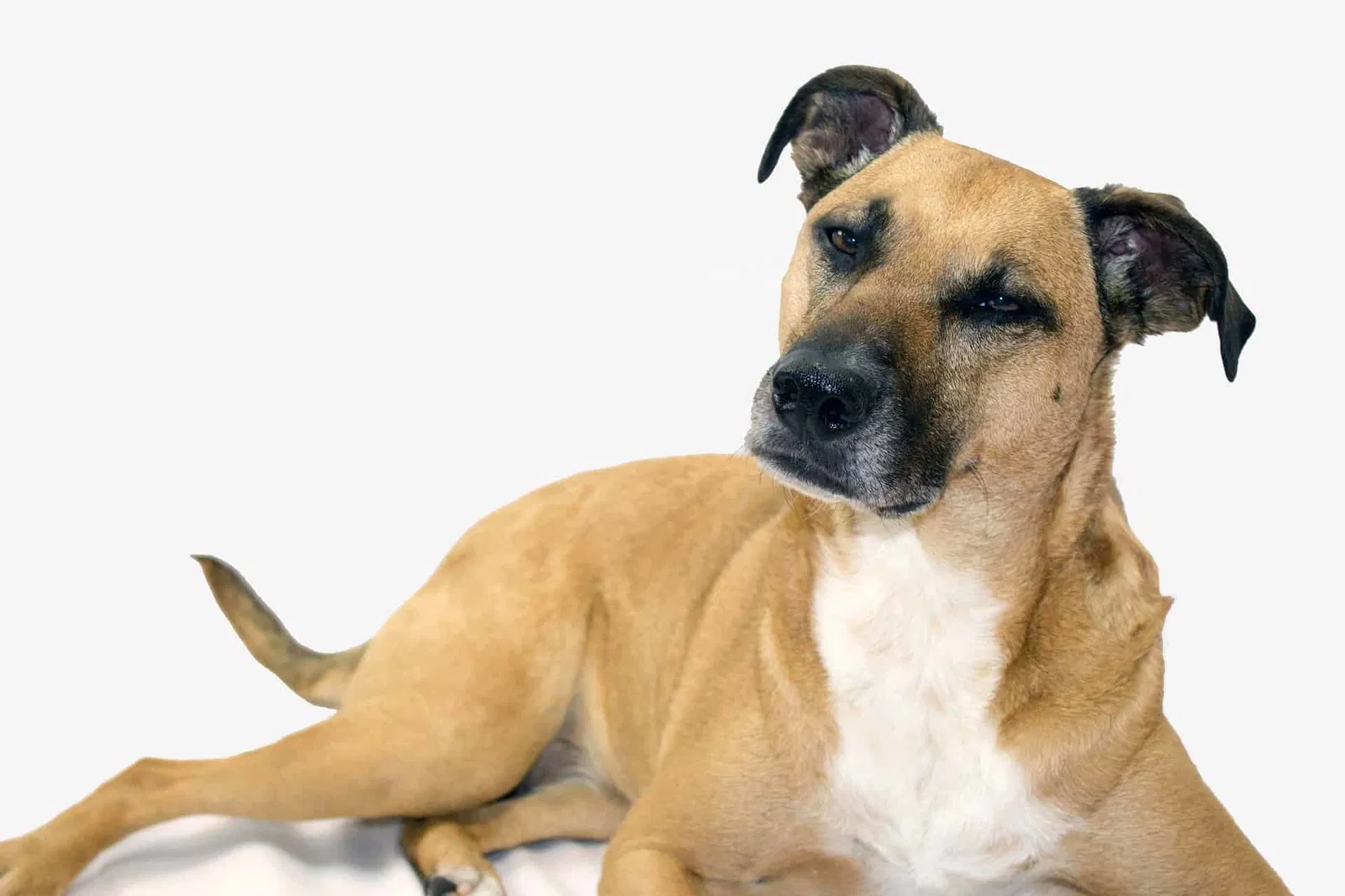 A Comprehensive Guide to the Black Mouth Cur Breed