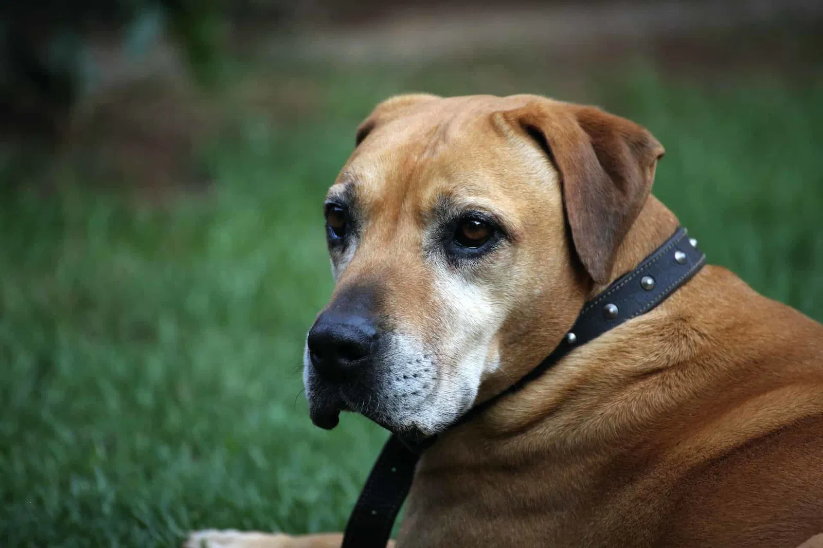 Defining Traits of the English Mastiff