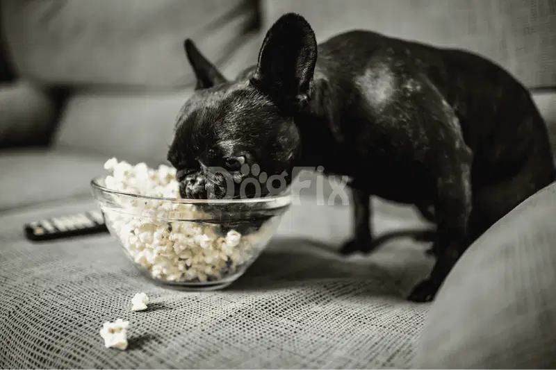 Can Dogs Eat Popcorn