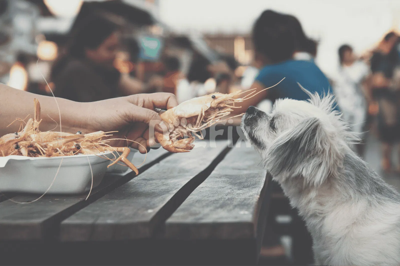 Can Dogs Eat Shrimp?