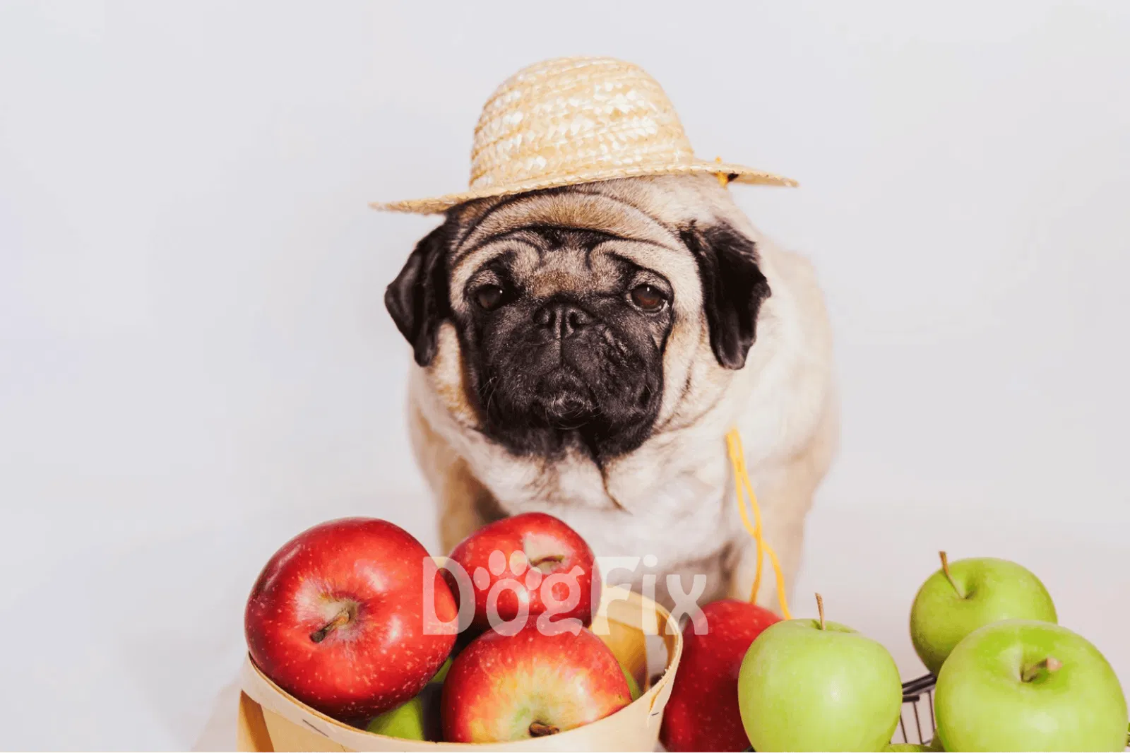 What Fruits Can Dogs Not Eat?