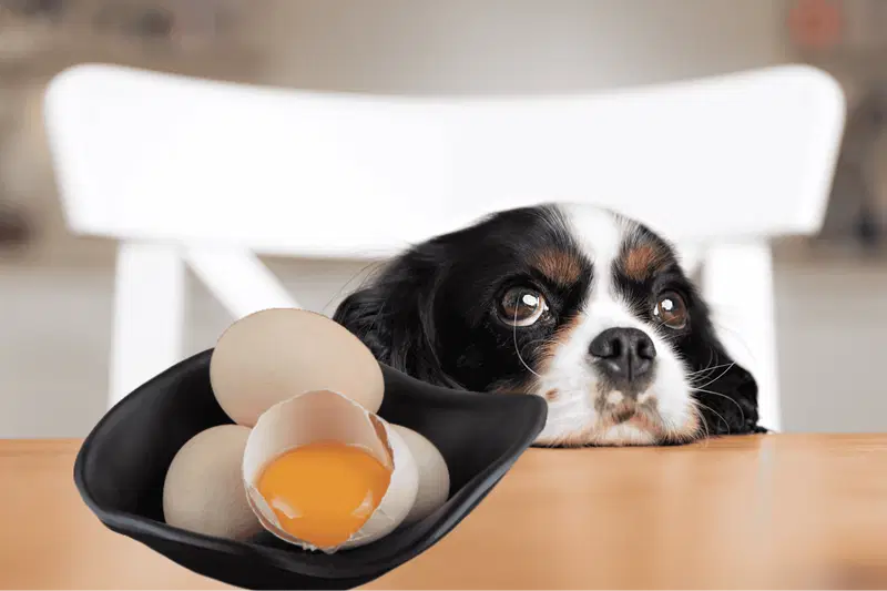 Can Dogs Eat Raw Eggs