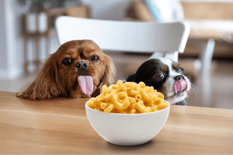 Can Dogs Eat Mac and Cheese