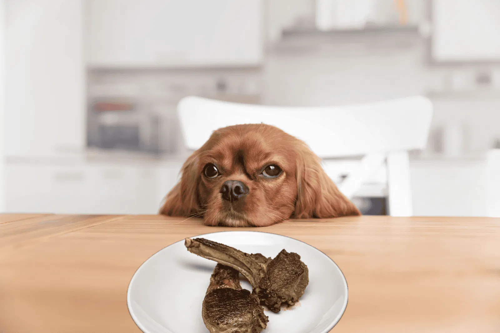 Can Dogs Eat Lamb