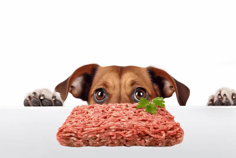 Can Dogs Eat Ground Beef